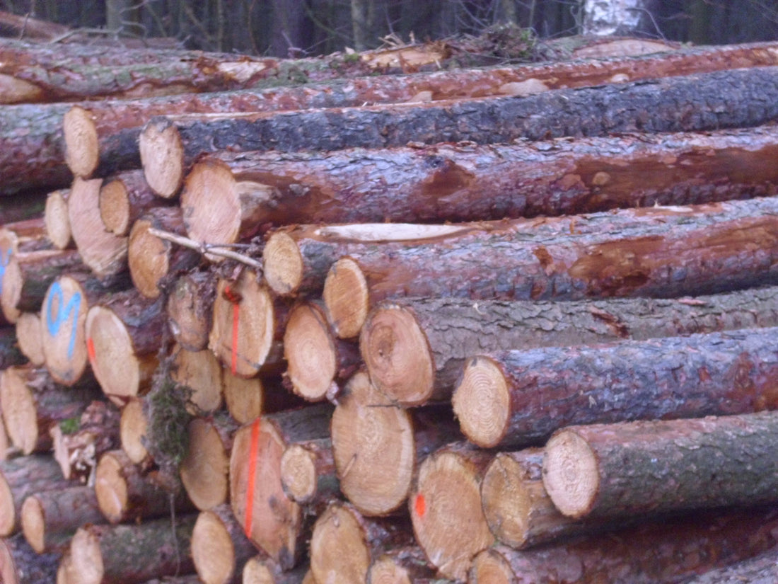 Buchen-stammholz