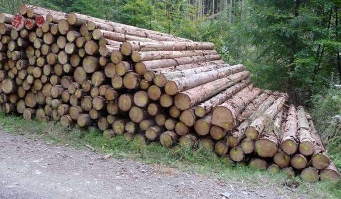 Fichten-stammholz